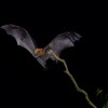Kalon australsky - Pteropus poliocephalus - Gray-headed Flying Fox 0525